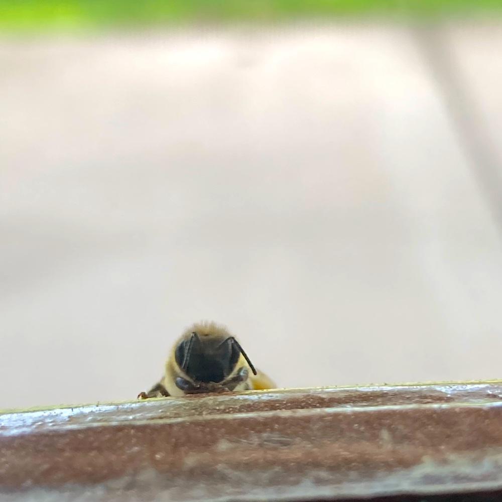 🌼💛SHOP UPDATE/PLEASE READ💛🌼